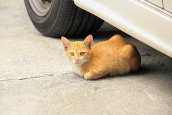 look around your vehicle before start driving